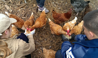 chickens