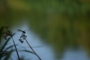 Beginning Nature Raymond Hagler McCallum highschool Austin, Texas Carey West, teacher Dragon Fly