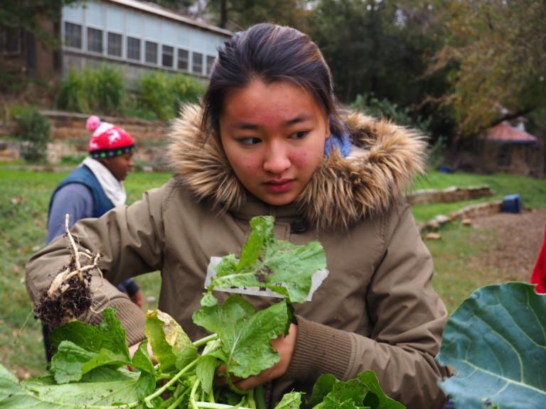 FANTASTIC FARMER: Kaya Azasu (19′) cuts up vegetables that had just been picked at the Urban Roots farm. The Urban Roots growing season has finished, but there are still slots open to join the spring and summer season. Go to http://urbanrootsatx.org/ for more info